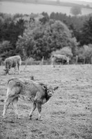 LLO_0044