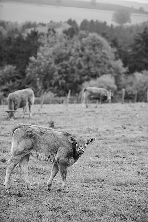 LLO_0044