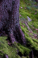 LLO_0036