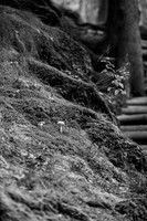 LLO_0034