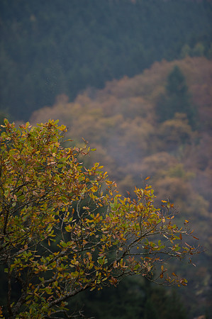 LLP_8650