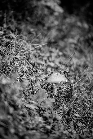LLO_0107