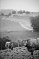 LLO_0062