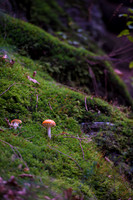 LLO_0033-2