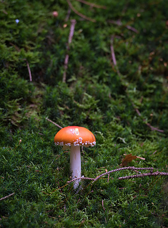 LLO_0039