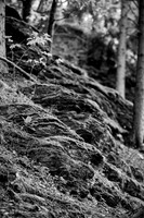 LLO_0017