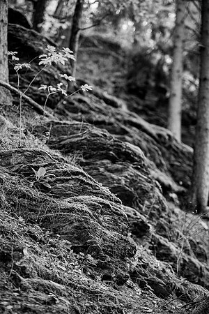 LLO_0017