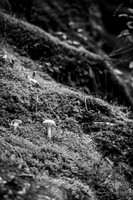 LLO_0033