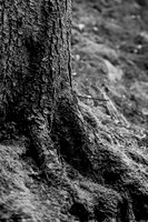 LLO_0035