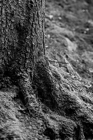 LLO_0035