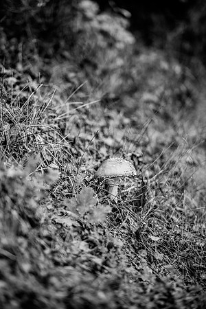 LLO_0106