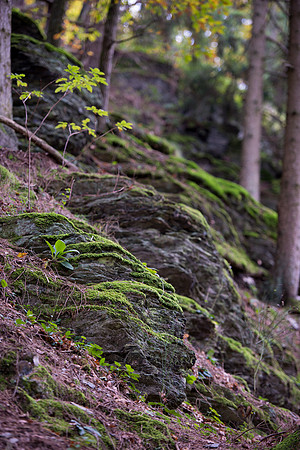 LLO_0018