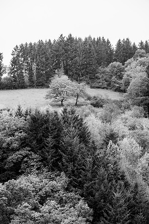 LLO_0137