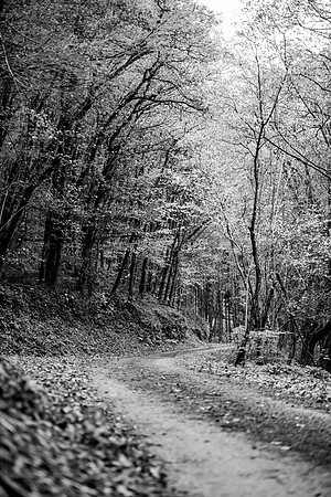 LLO_0071