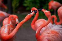 Flamingos