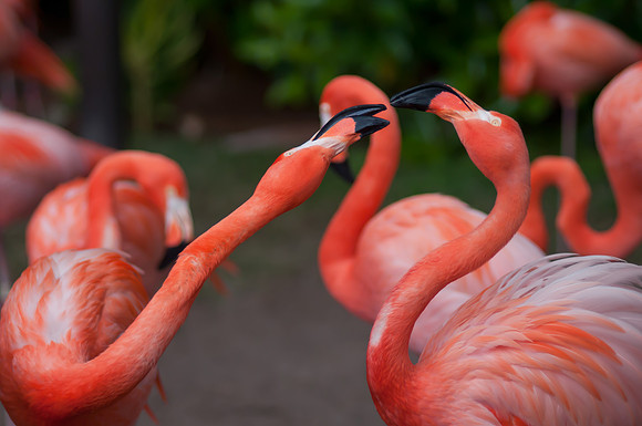 Flamingos