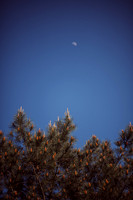 LLO_8290