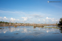 LLO_0431