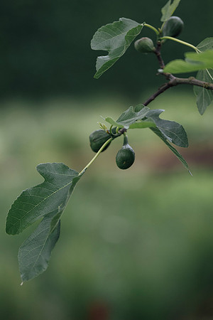 LLP_6005-2