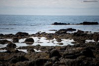 LLP_4518