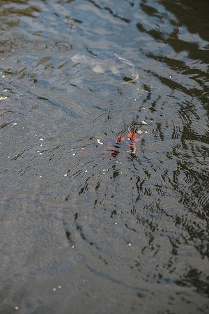 LLP_6193