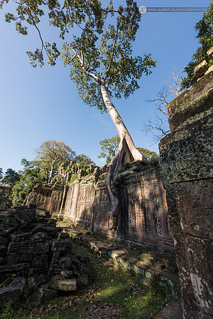 LLO_0383