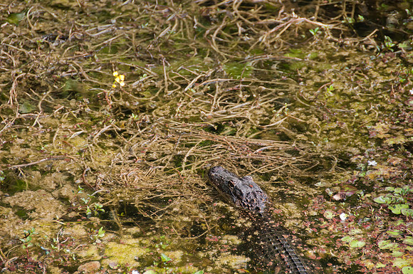 Everglades, Florida (USA)