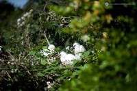 LLP_4029
