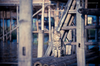 LLO_6904