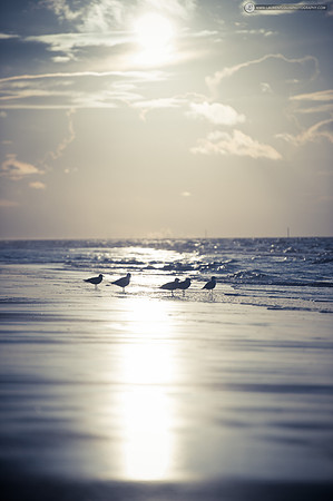LLP_9452