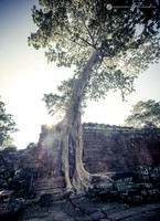 LLO_0378
