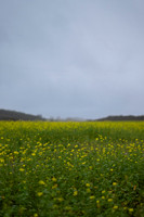 LLP_0238