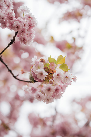 LLO_8720