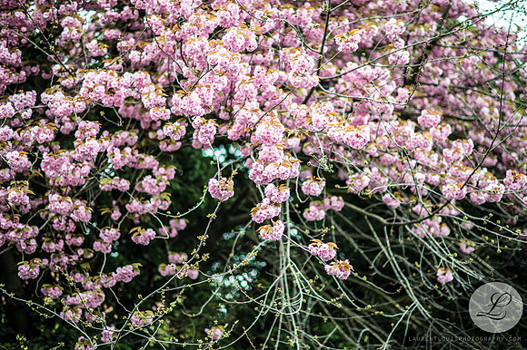 LLP_0491