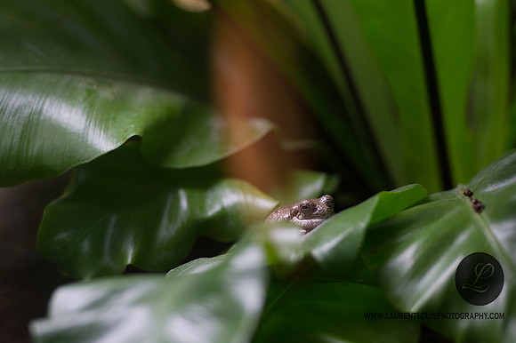 LLP_5819